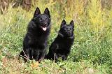 SCHIPPERKE 425